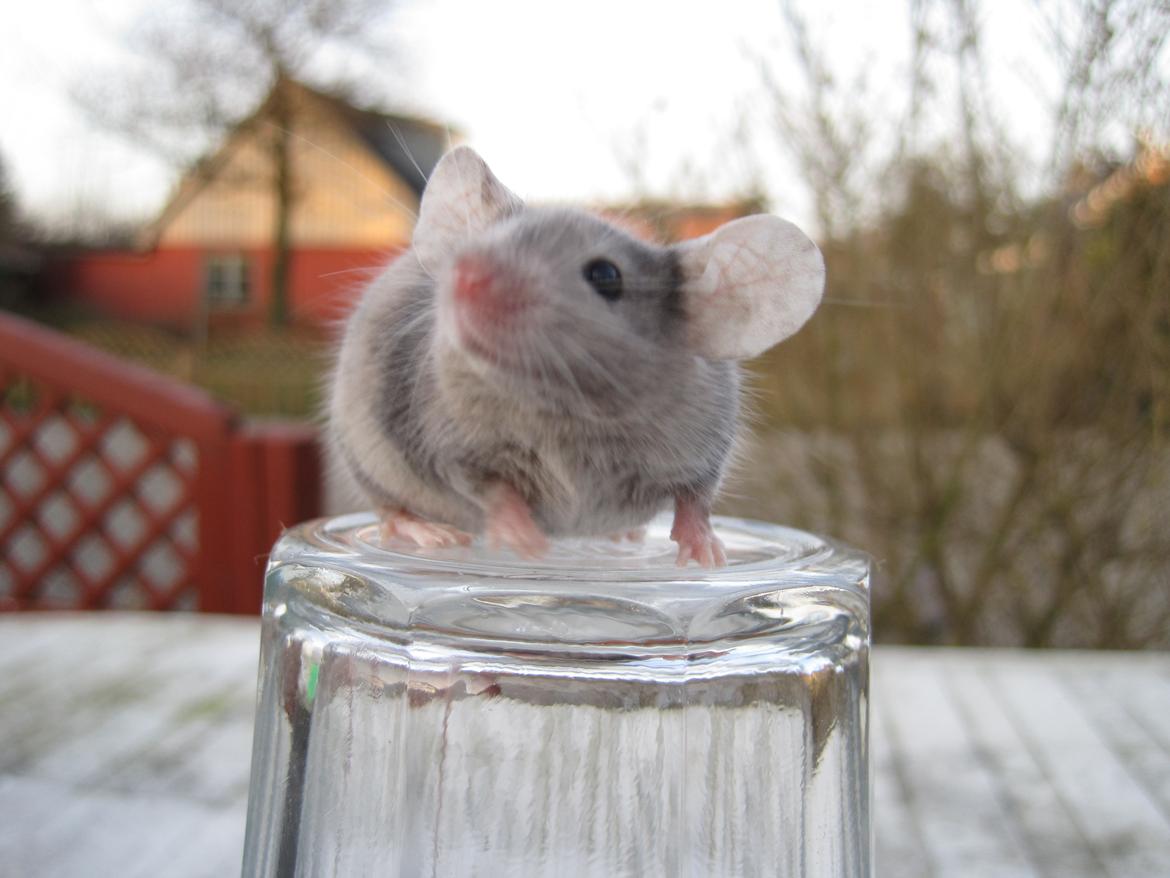 Mus Stald Picnic's Qvark billede 13