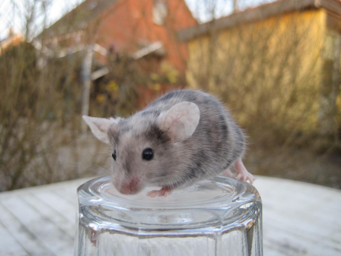 Mus Stald Picnic's Qvark billede 14