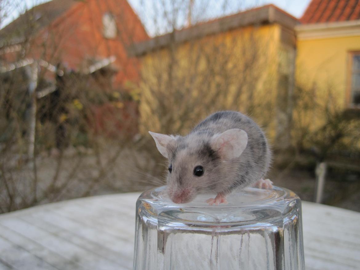 Mus Stald Picnic's Qvark billede 15