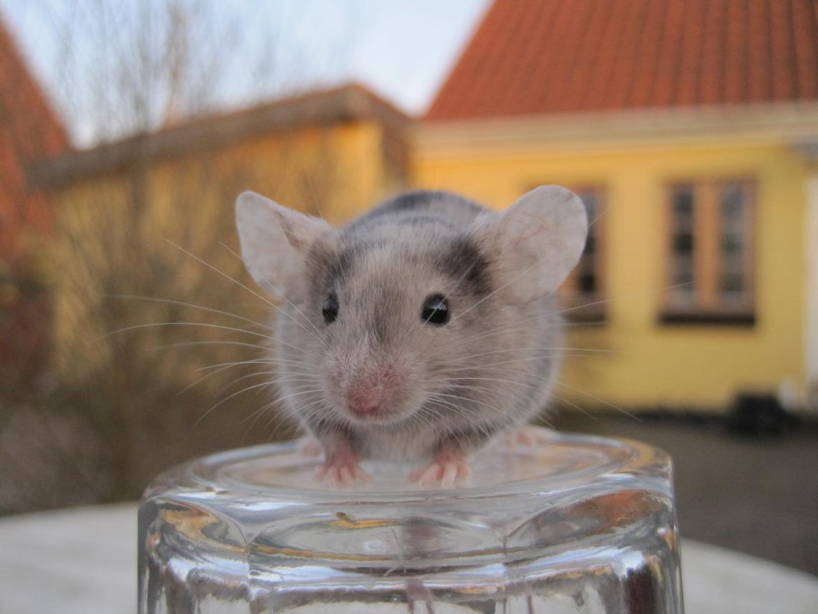 Mus Stald Picnic's Qvark billede 16