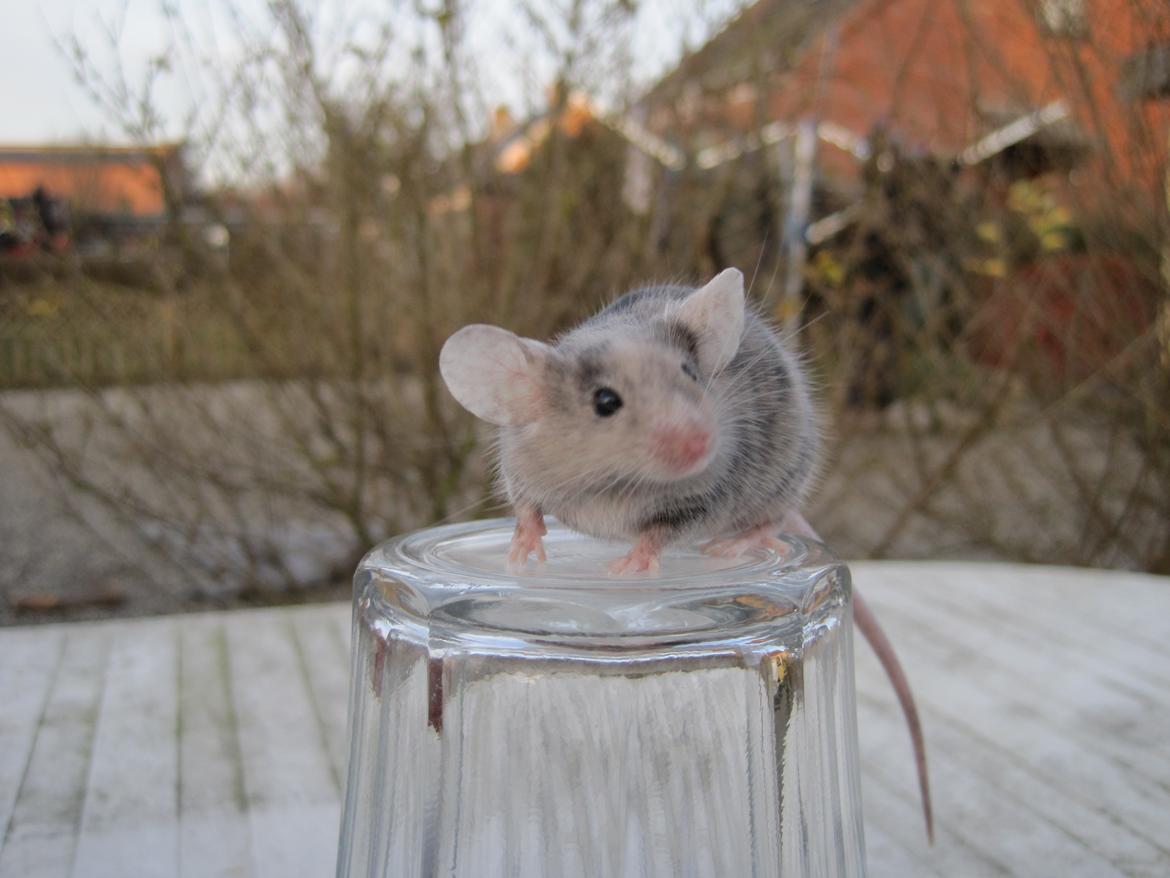 Mus Stald Picnic's Qvark billede 17