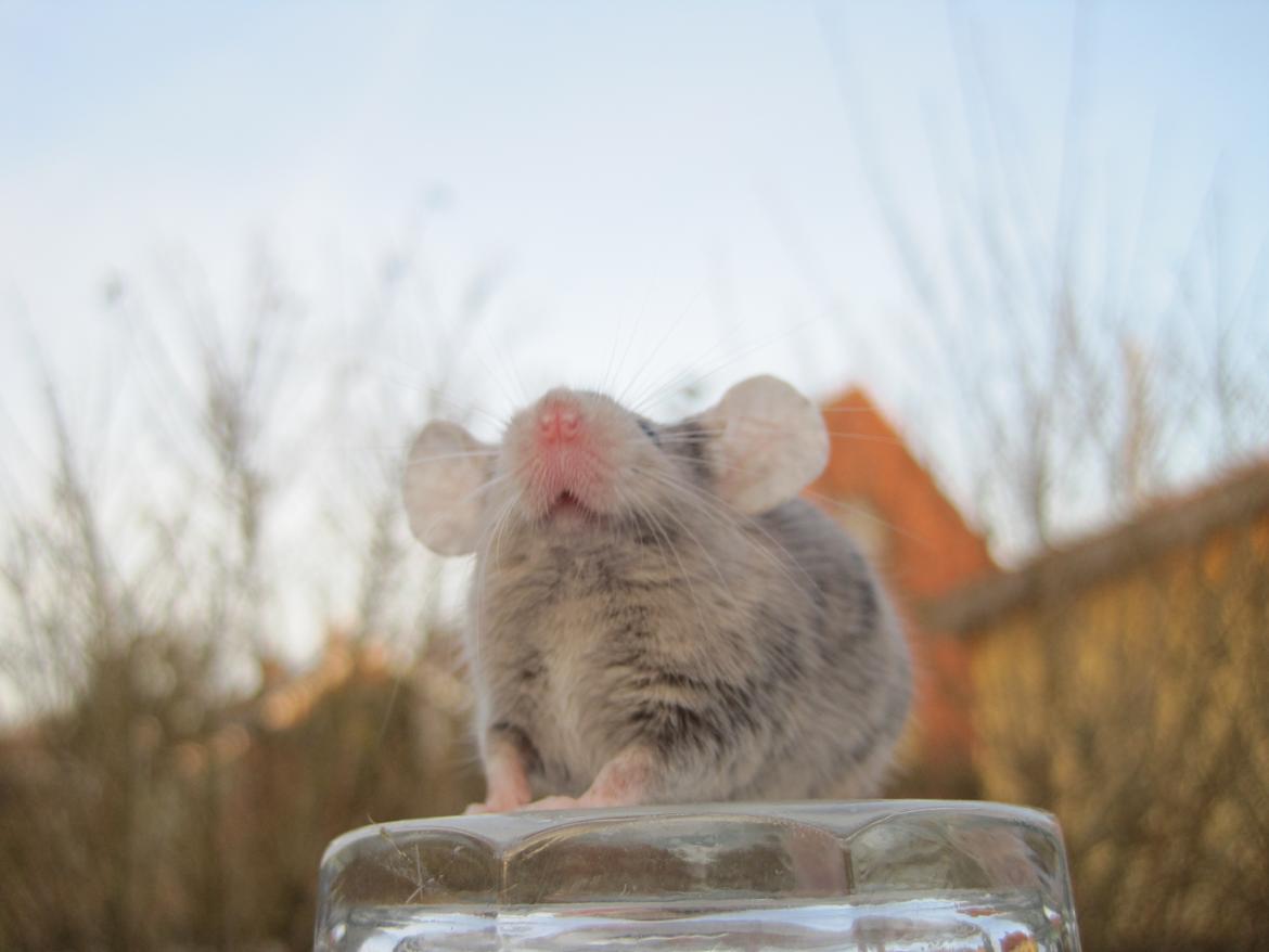 Mus Stald Picnic's Qvark billede 18