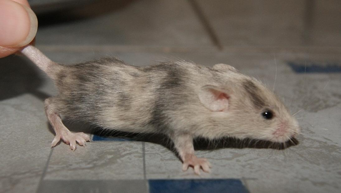 Mus Stald Picnic's Qvark billede 19