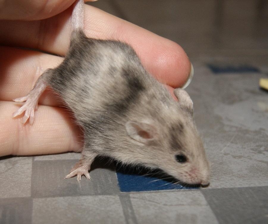 Mus Stald Picnic's Qvark billede 20