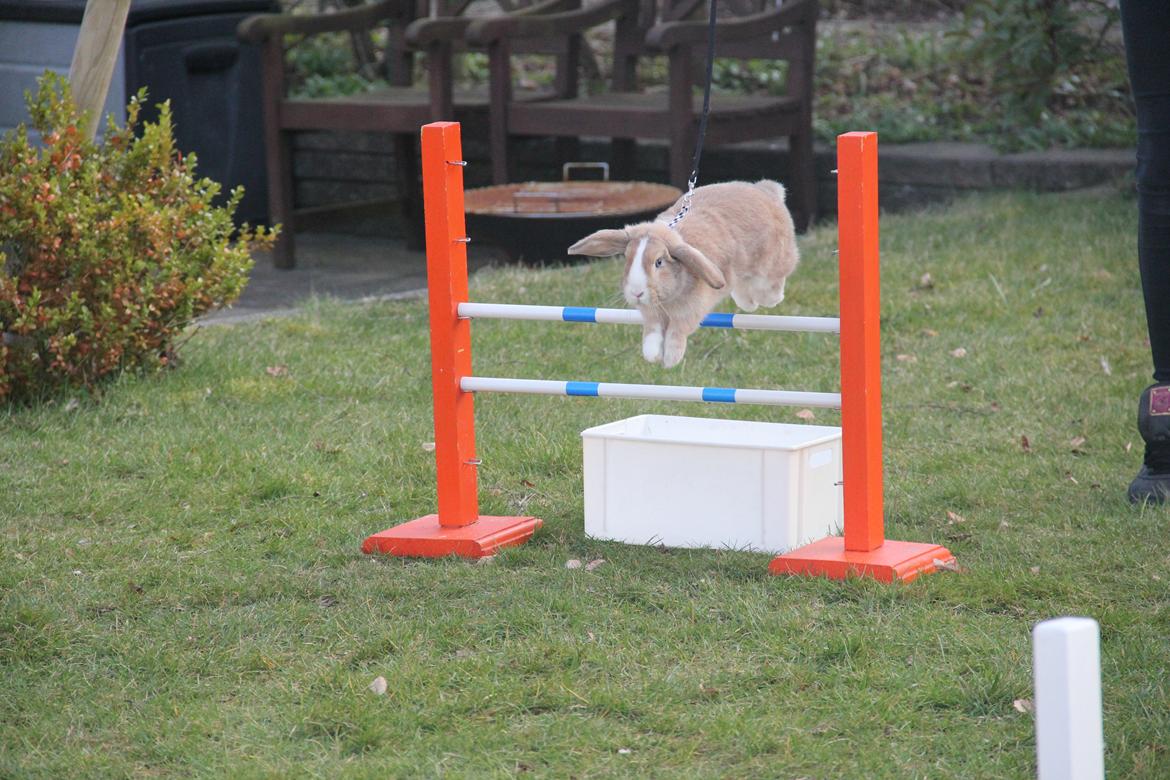 Kanin Winds Just Like Beauty billede 3