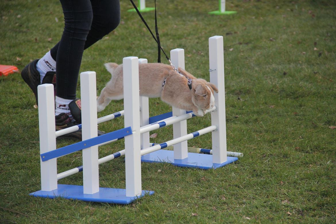 Kanin Winds Just Like Beauty billede 9