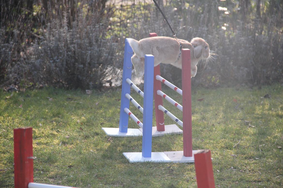 Kanin Winds Just Like Beauty billede 17