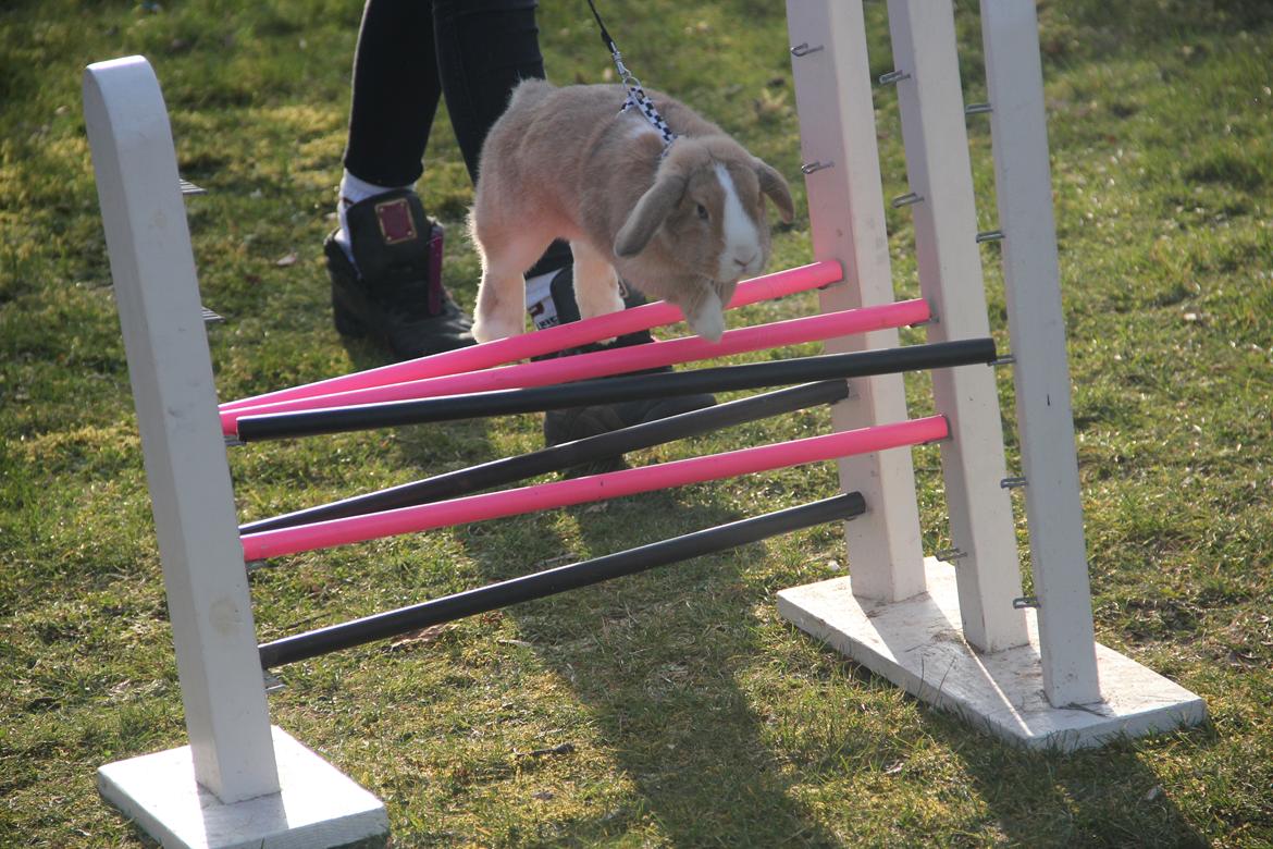 Kanin Winds Just Like Beauty billede 13