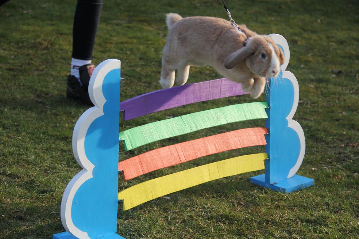 Kanin Winds Just Like Beauty billede 1