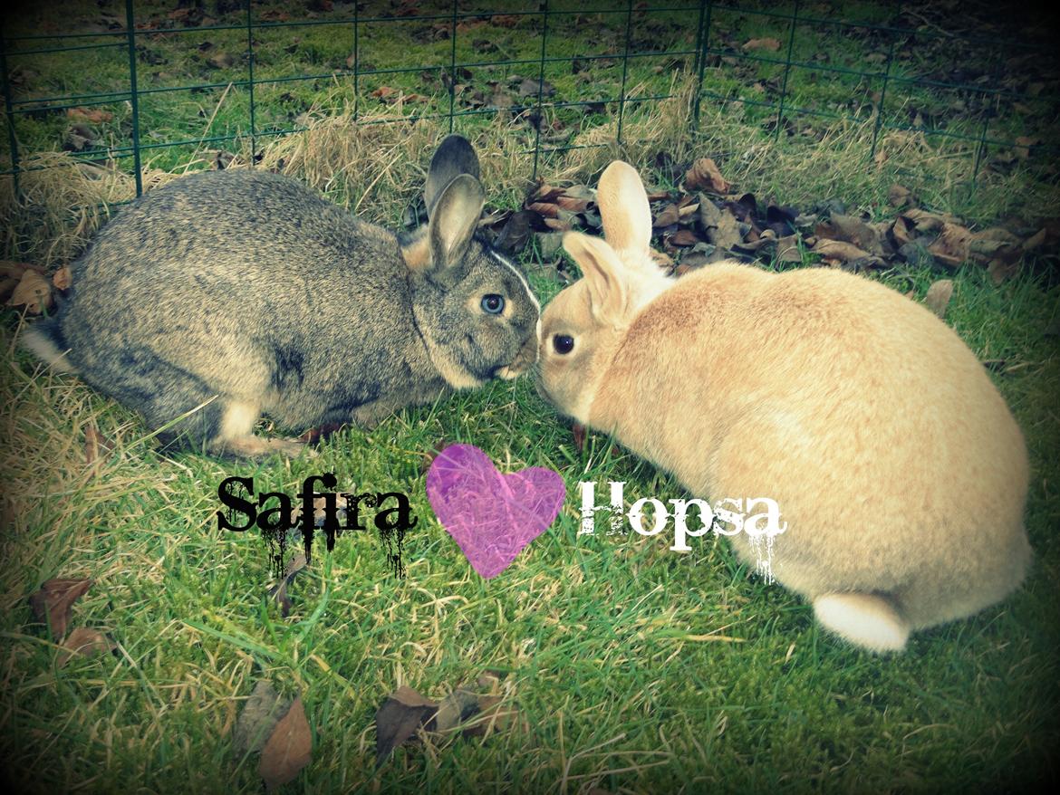 Kanin Safira billede 11
