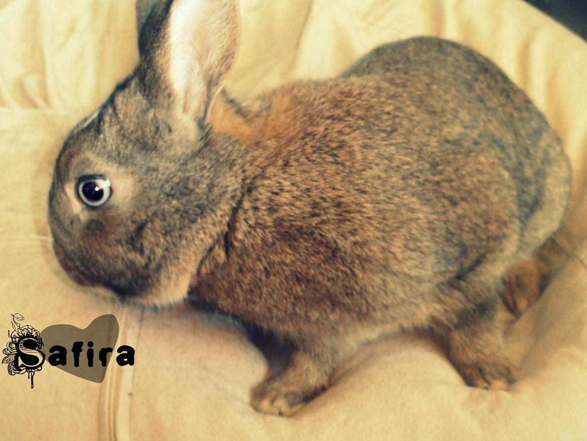 Kanin Safira - Tak for dit besøg, og farvel igen. billede 20