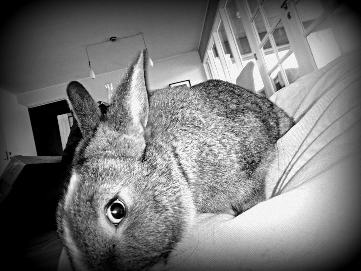 Kanin Safira billede 8