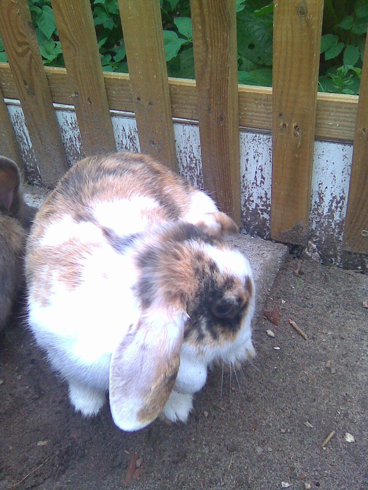 Kanin Sara billede 2