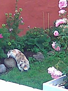 Kanin Sara - de her blomster dufter godt! billede 3