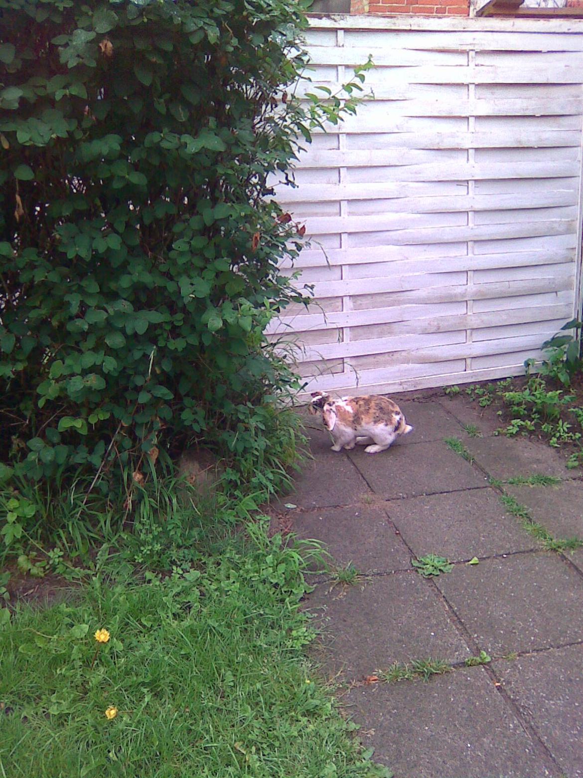 Kanin Sara billede 4