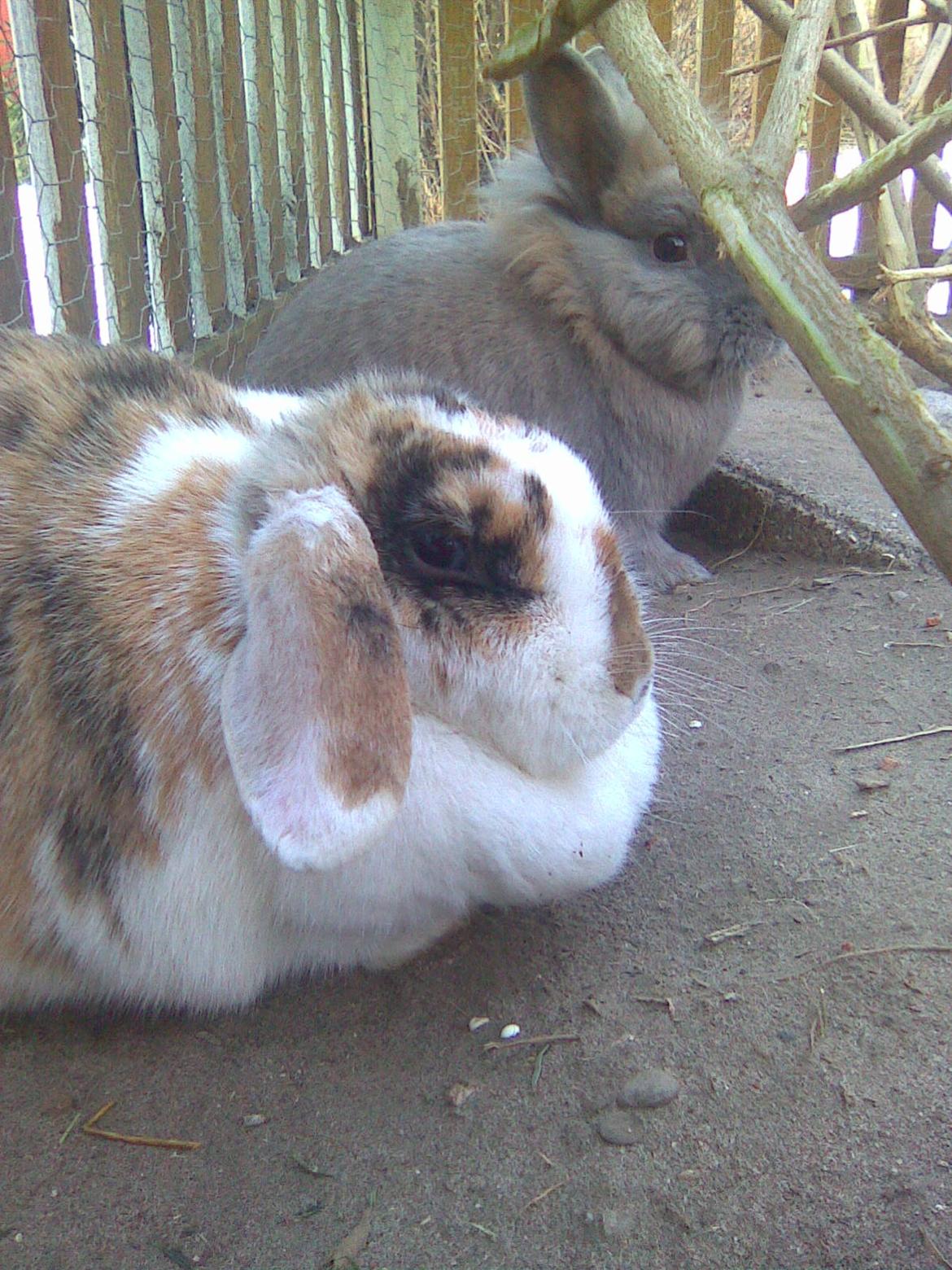 Kanin Sara billede 6