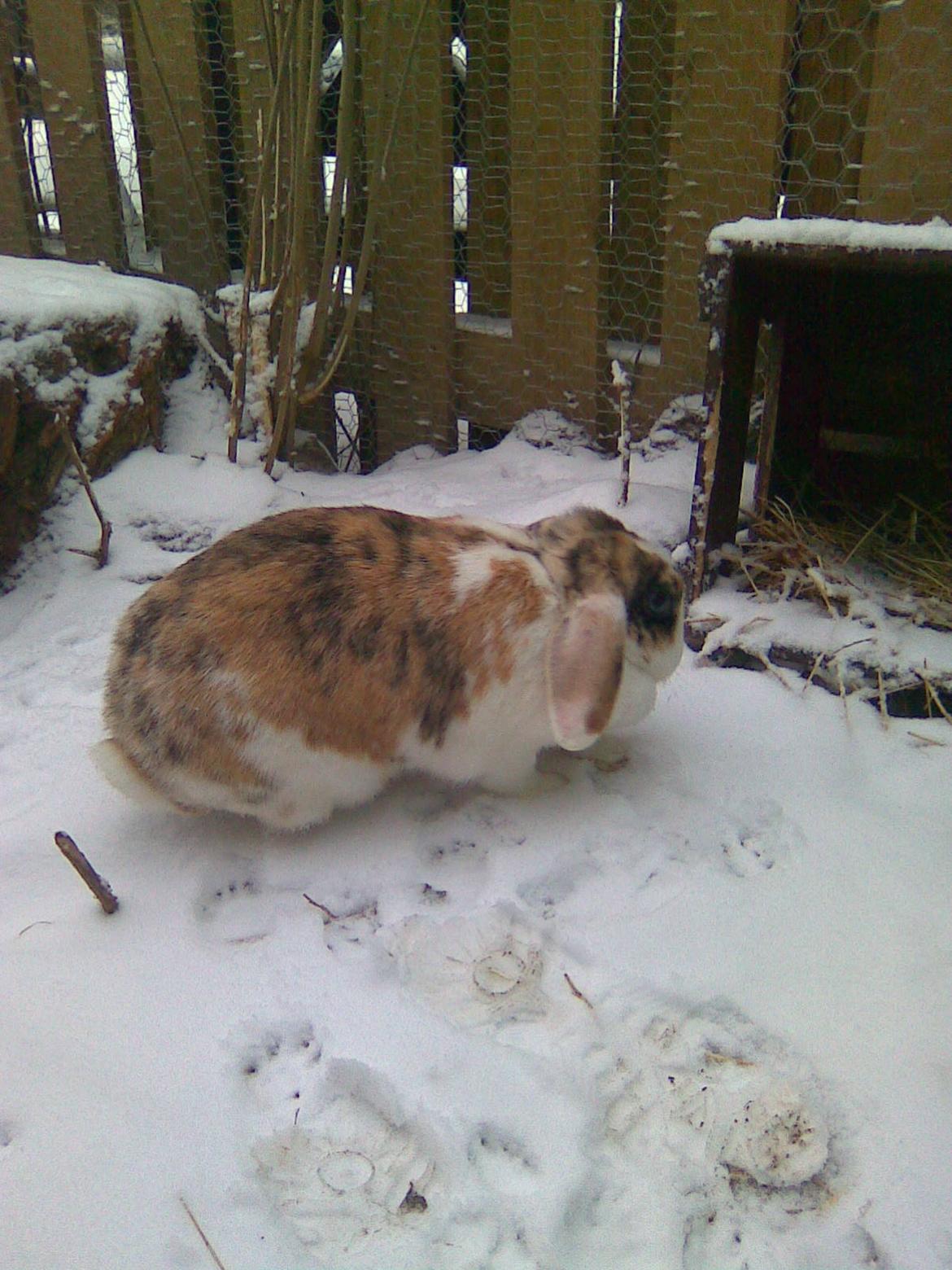 Kanin Sara - Velkommen til Saras profil...! billede 1