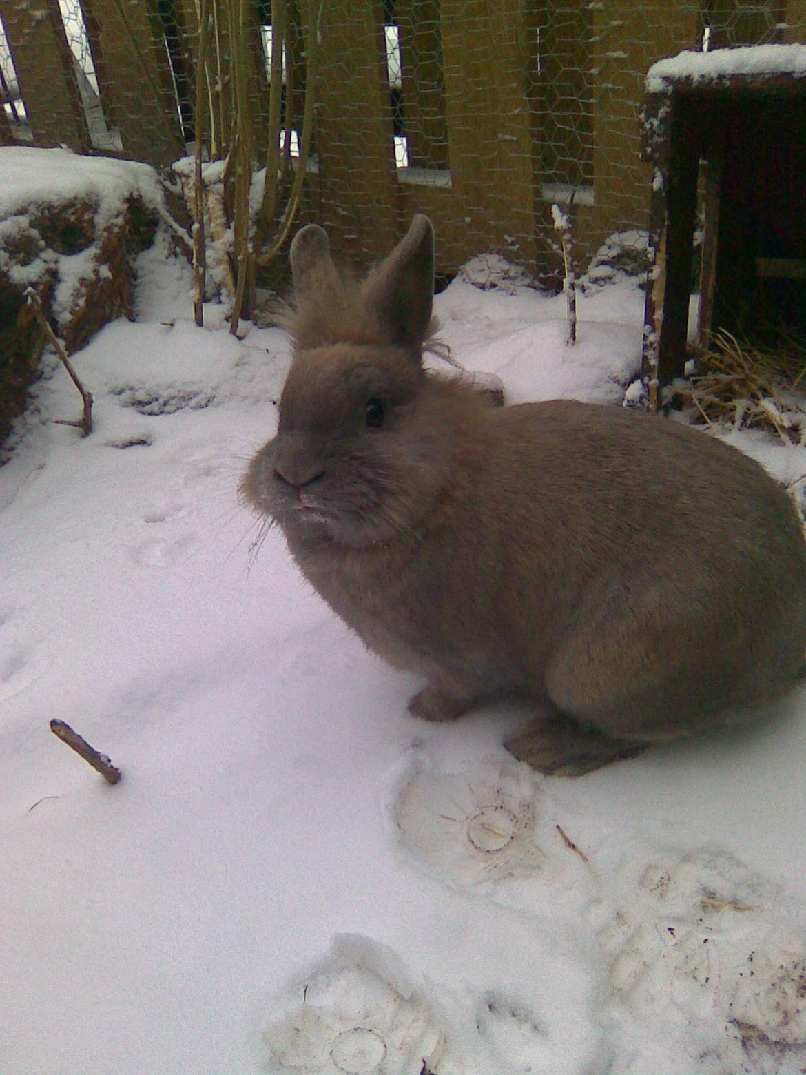 Kanin Kasper - Min dejlige Kaspermus<3 billede 2