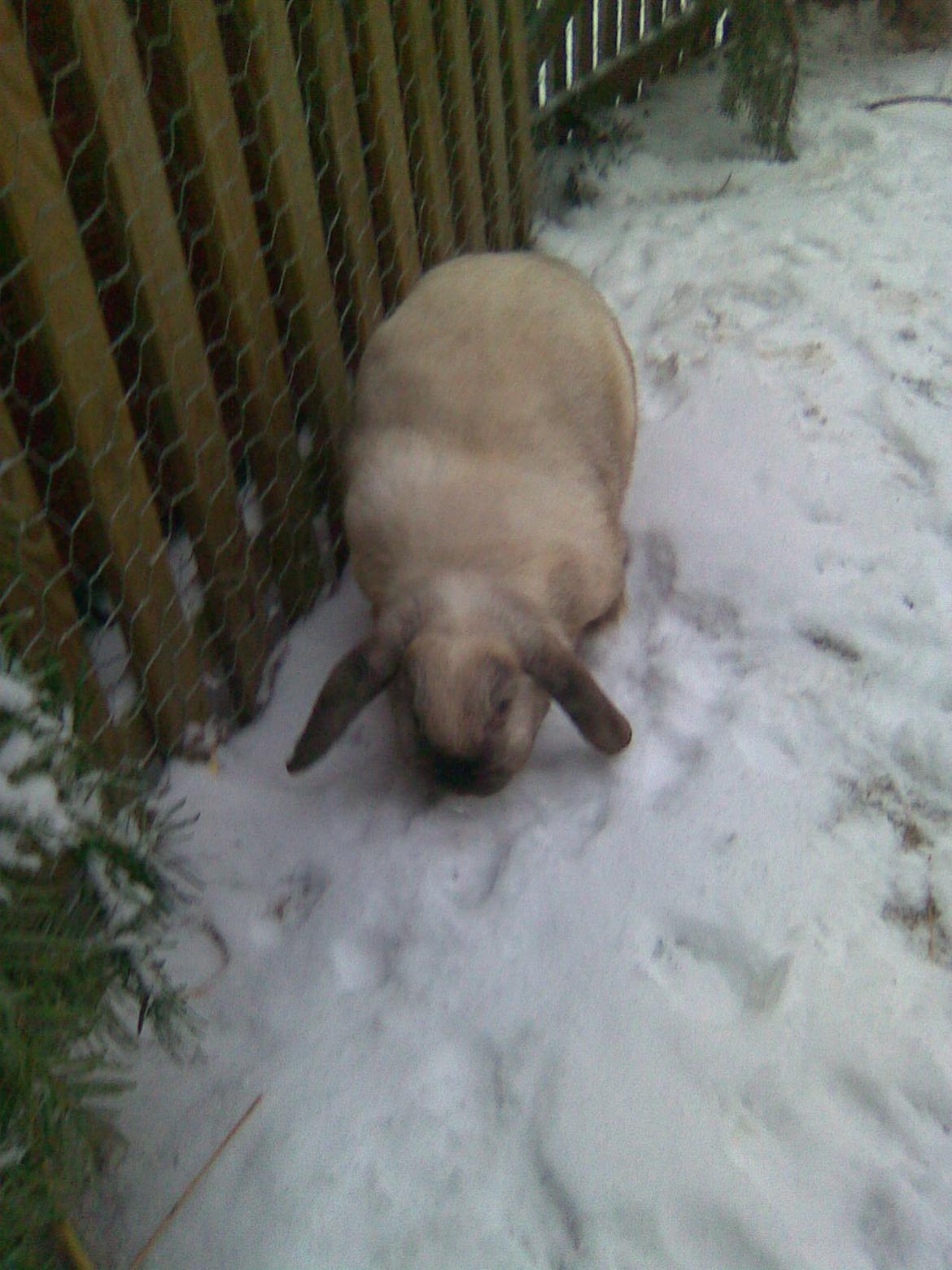 Kanin Bine billede 2