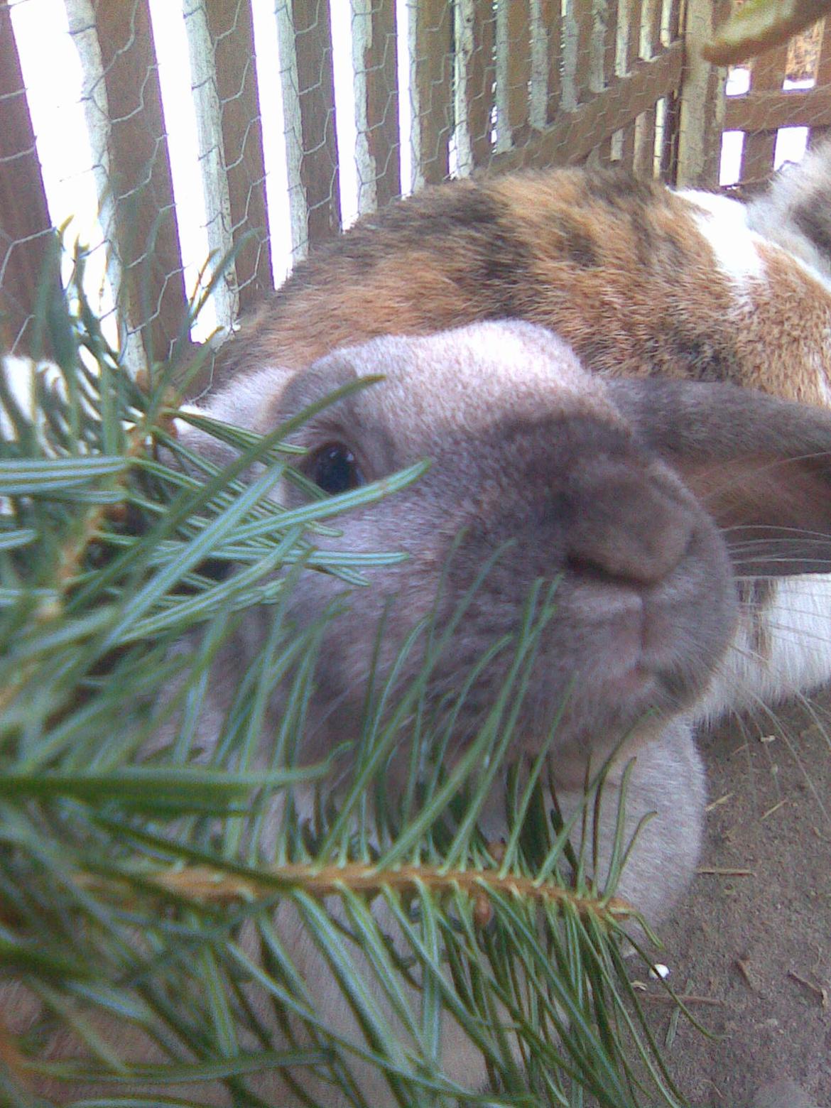 Kanin Bine - skal lige gnubbe hage op af grannet billede 3