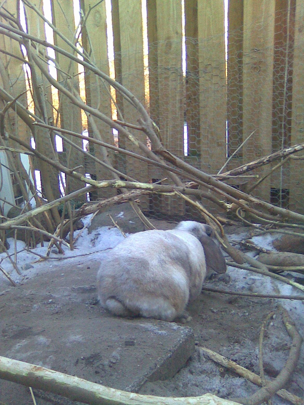 Kanin Bine billede 4