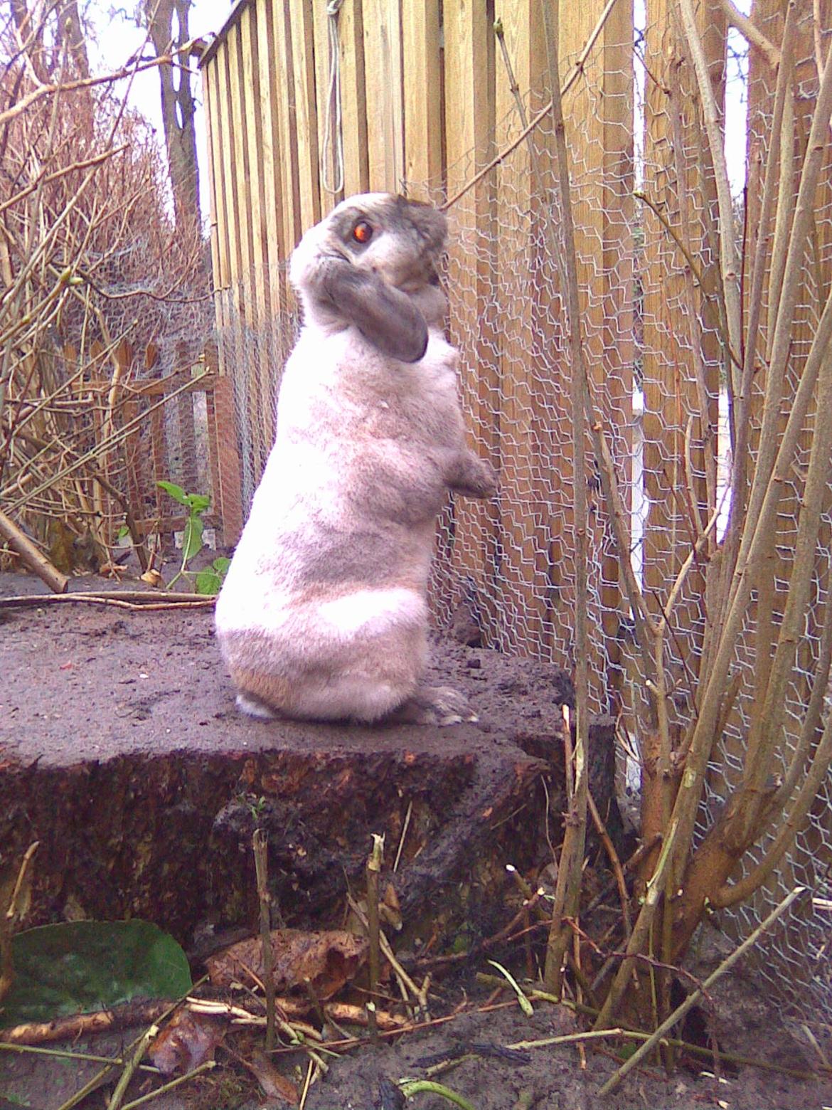 Kanin Bine - hvad er det? billede 5