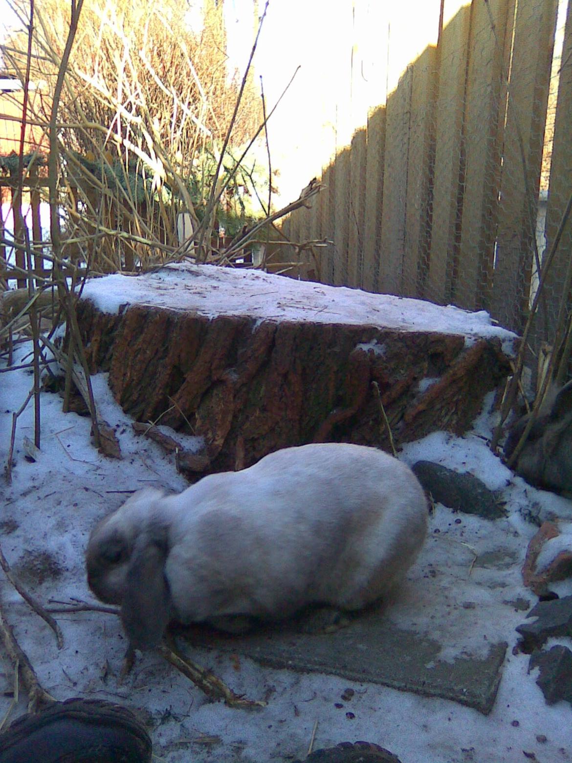 Kanin Bine billede 7