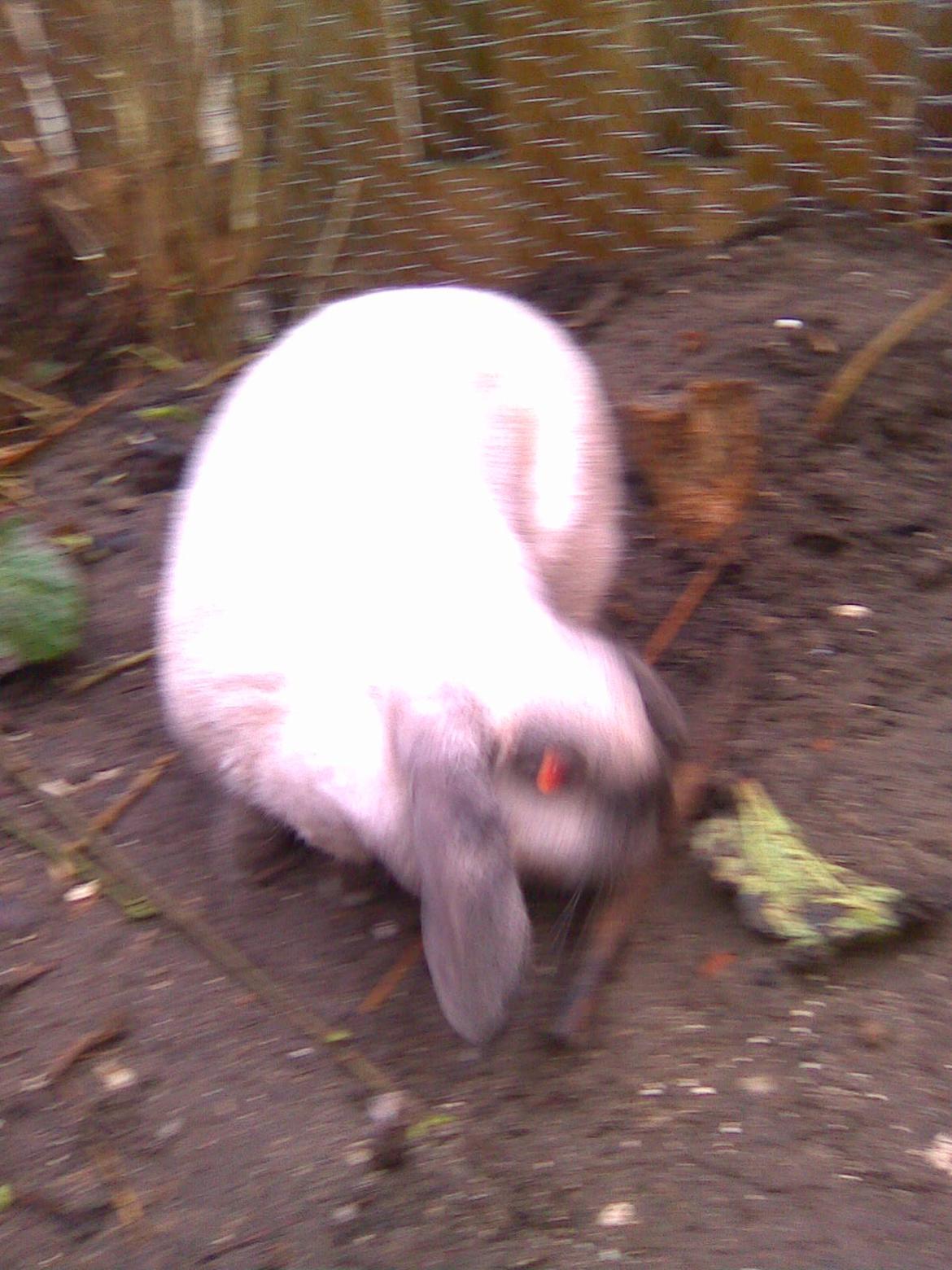 Kanin Bine billede 9