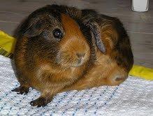 Marsvin Bine billede 2