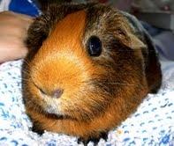 Marsvin Bine billede 4