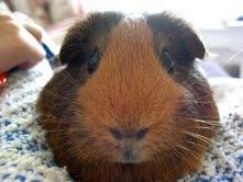 Marsvin Bine billede 1