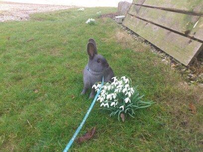 Kanin Stampegårdens Blue Addiction billede 1