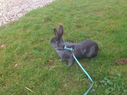 Kanin Stampegårdens Blue Addiction billede 2