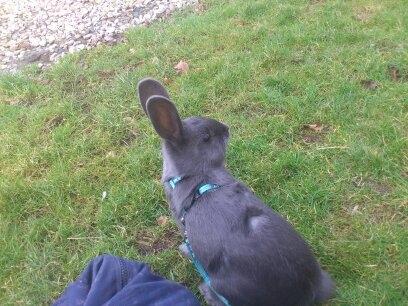 Kanin Stampegårdens Blue Addiction billede 3