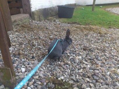 Kanin Stampegårdens Blue Addiction billede 4