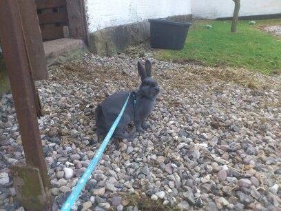 Kanin Stampegårdens Blue Addiction billede 5