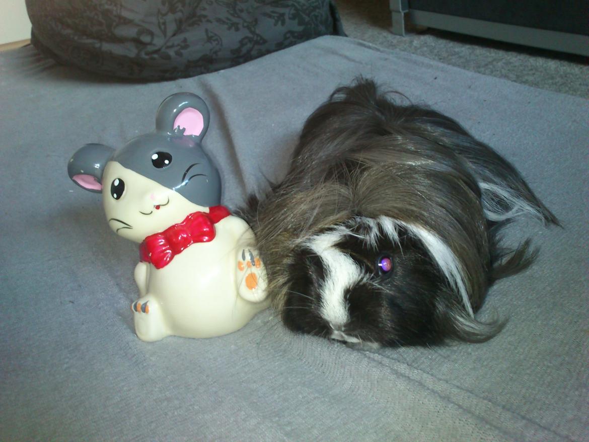 Marsvin tulle - mit hamster KUN MIN!!! billede 2