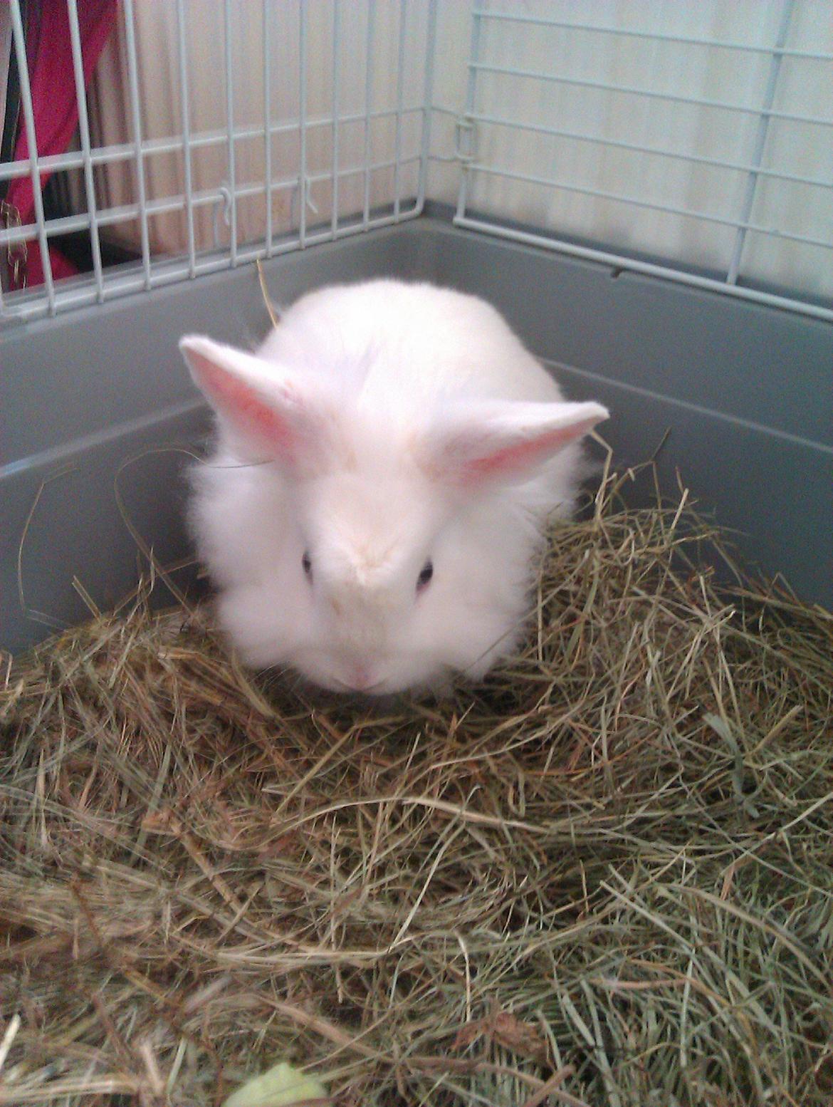 Kanin Herbie<3;-* billede 2