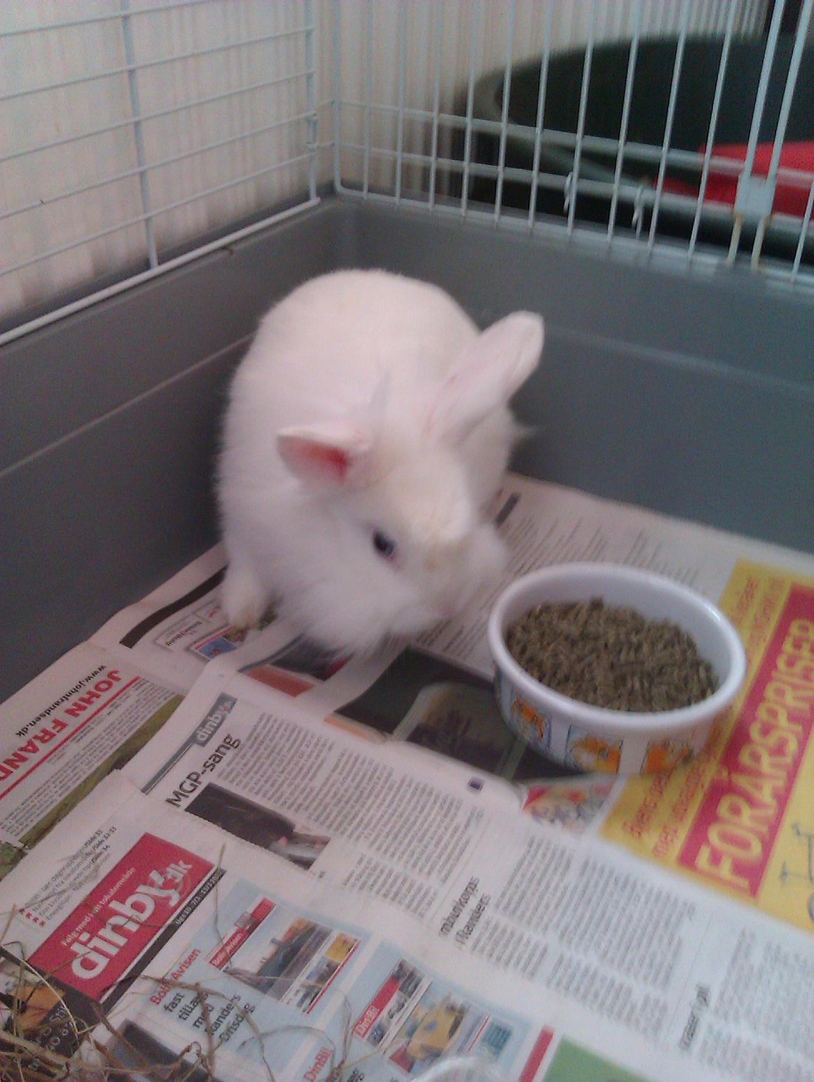 Kanin Herbie<3;-* billede 3