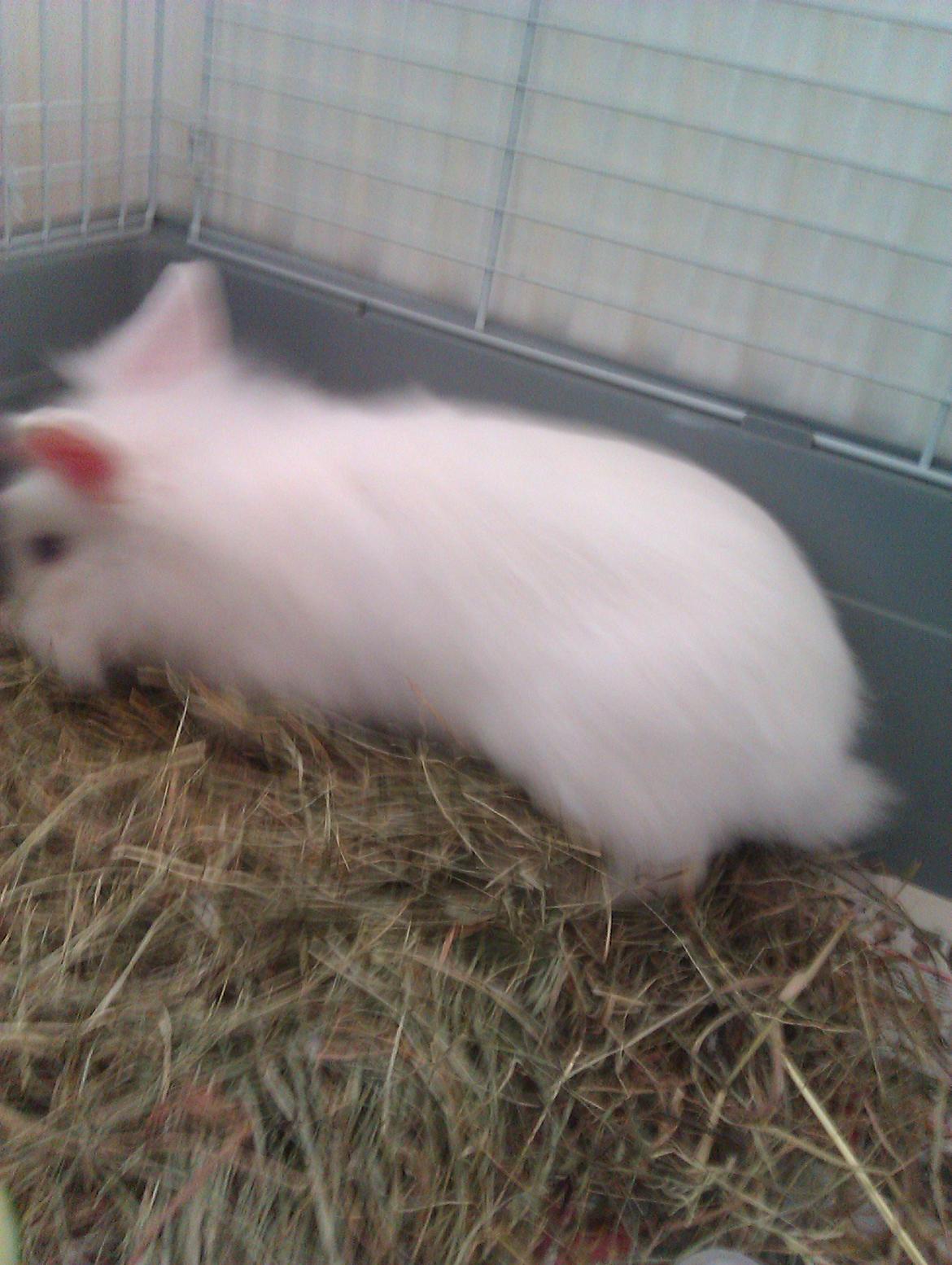 Kanin Herbie<3;-* billede 4