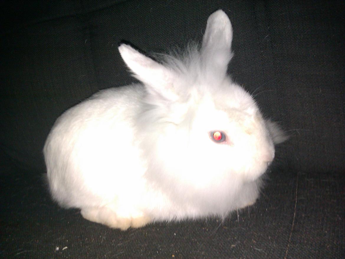 Kanin Herbie<3;-* billede 5