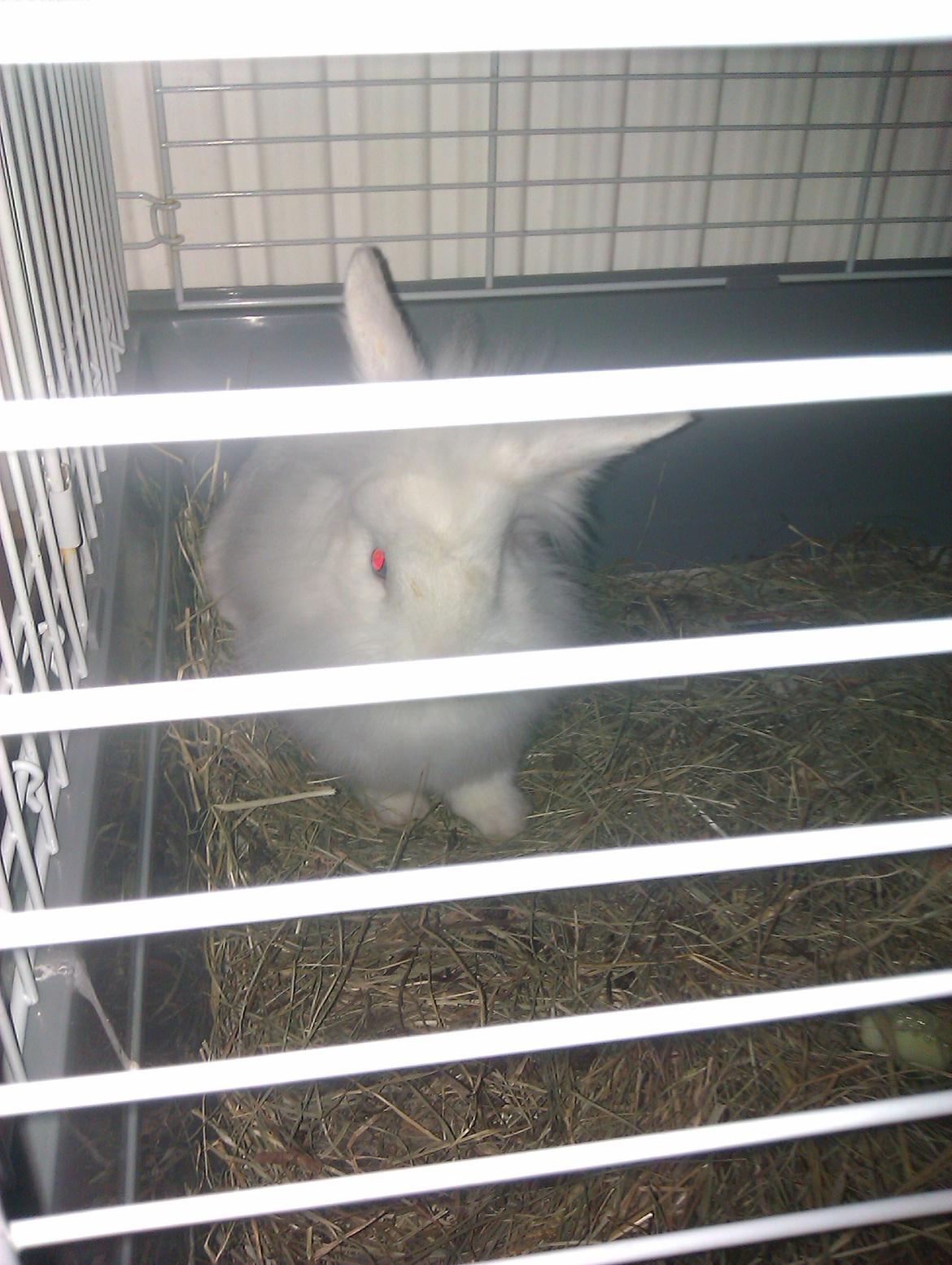 Kanin Herbie<3;-* billede 6