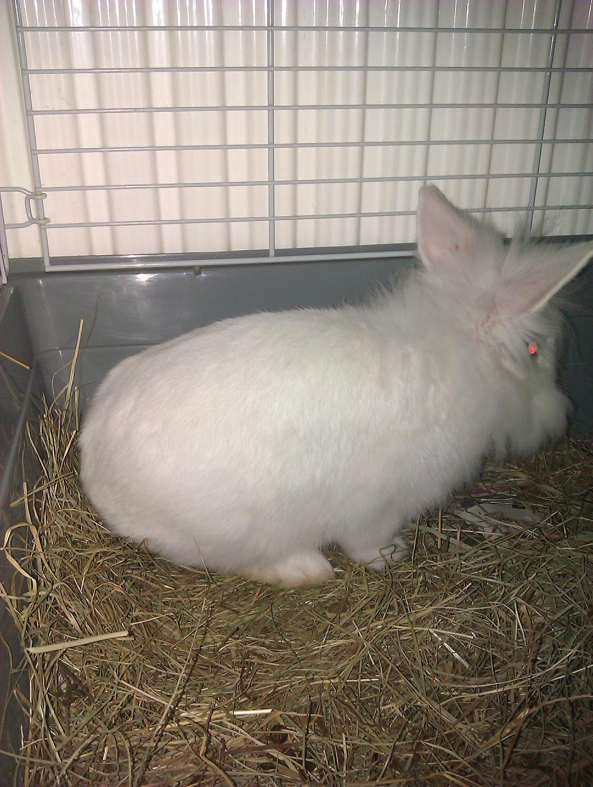 Kanin Herbie<3;-* billede 7