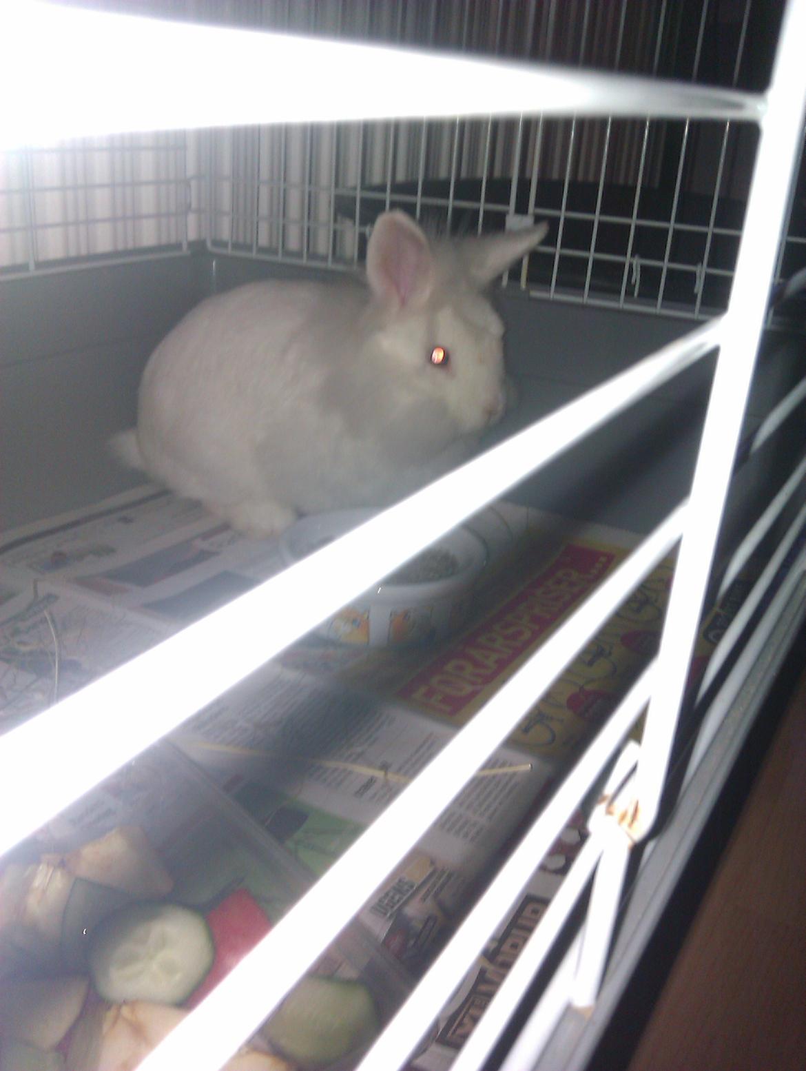 Kanin Herbie<3;-* billede 8