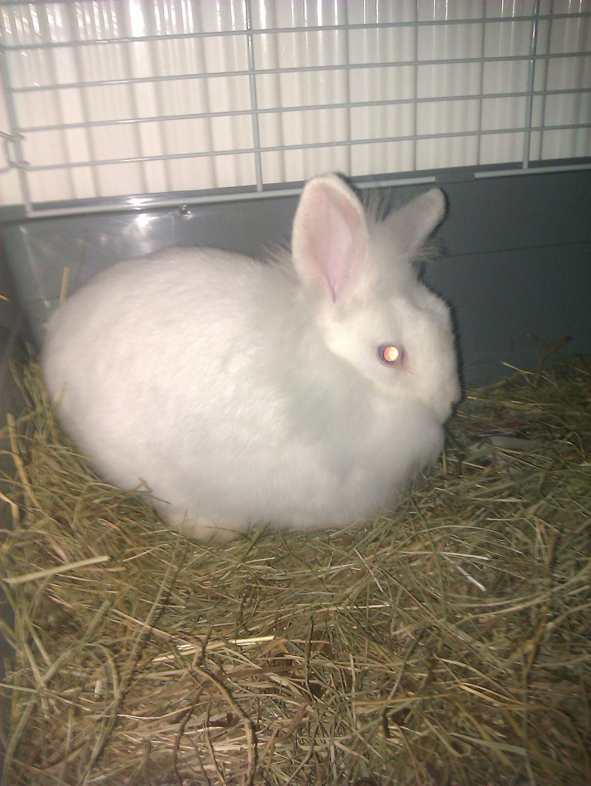 Kanin Herbie<3;-* billede 9