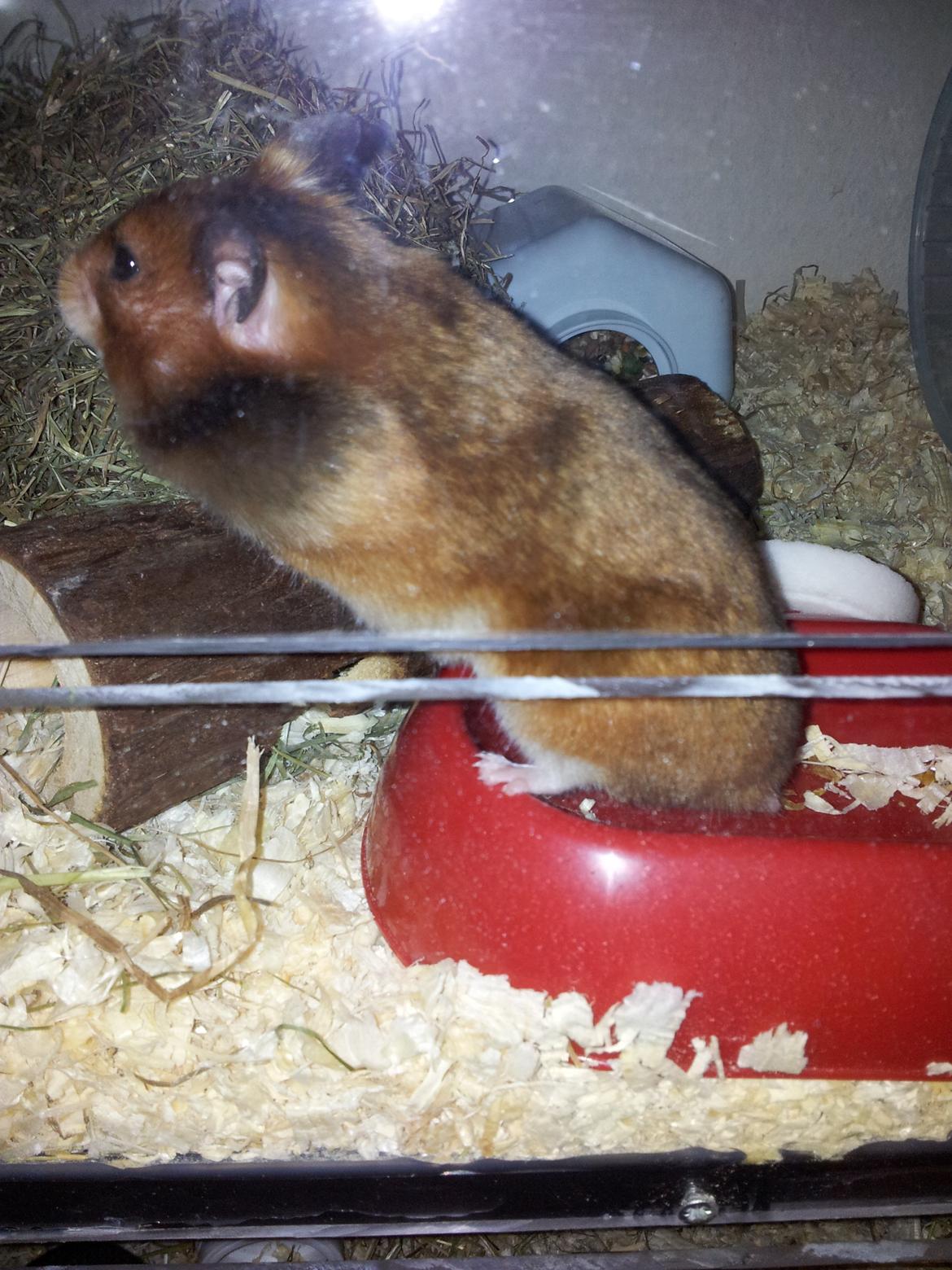 Hamster Torne-Rose billede 3