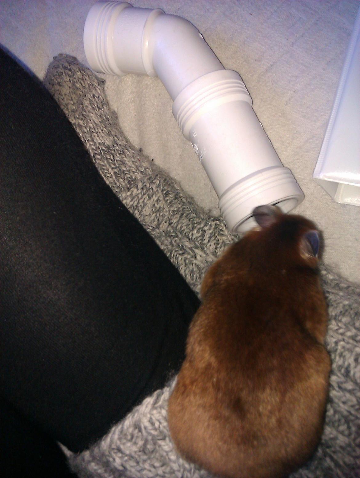 Hamster Torne-Rose billede 4