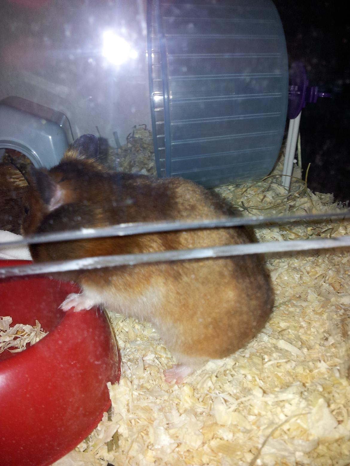 Hamster Torne-Rose billede 5