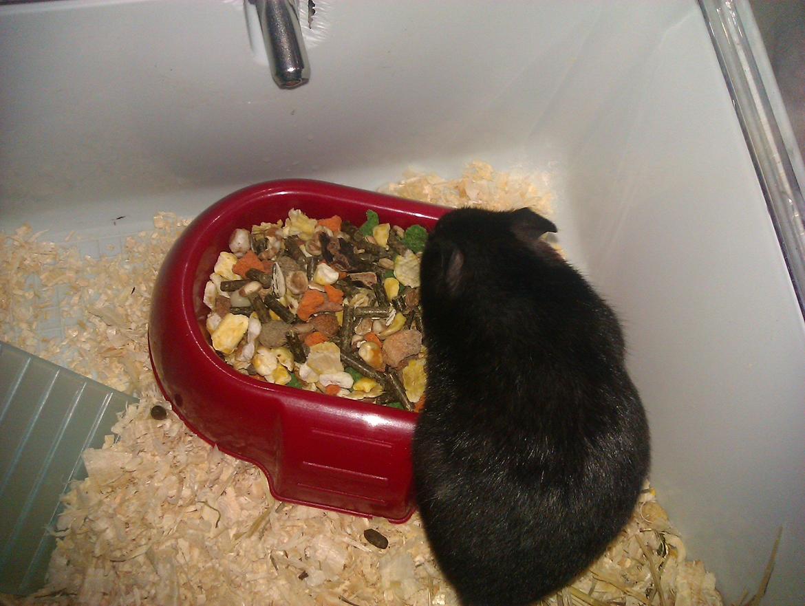 Hamster Black Pearl - altid dejligt med noget mad :D billede 1