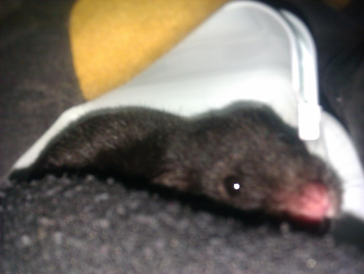 Hamster Black Pearl - kuk kuk !!! billede 2